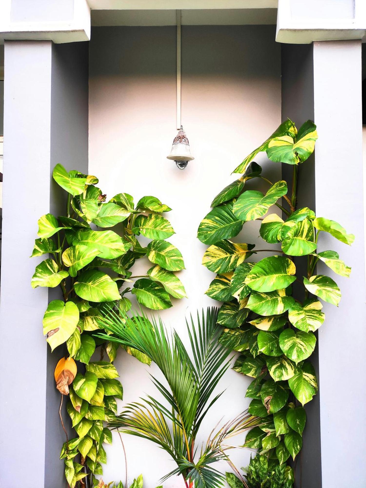 Mango Tree Villa Kochi Exterior foto